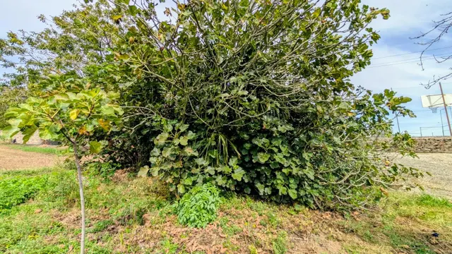 Casa para reformar de 3 dormitorios en Aldea Trasmil — 10