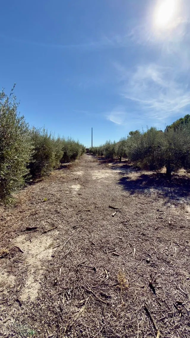 Finca rural con casa, casa auxiliar y 350 oliveras | los valientes — 26