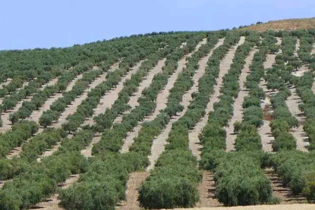Olivar marteño a 1 pie — 11