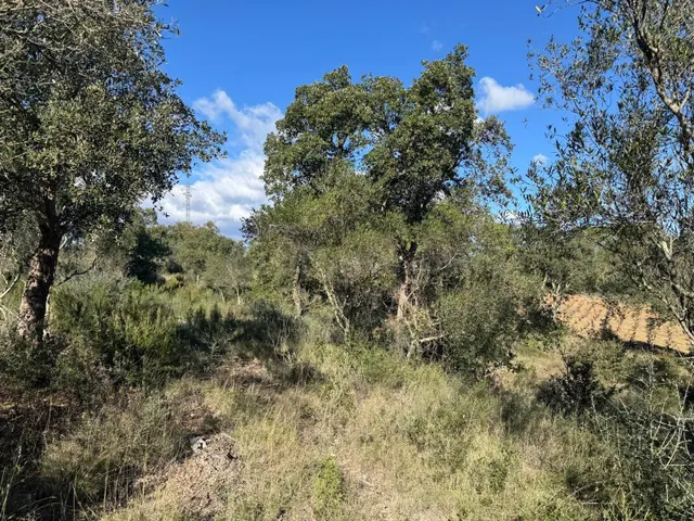 Terreno rústico de más de 11.000 m2 con olivos en Rabós - foto 3