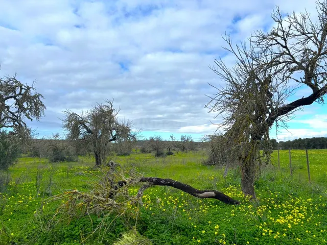 Oportunidad única en el corazón del sur de Mallorca – Finca 