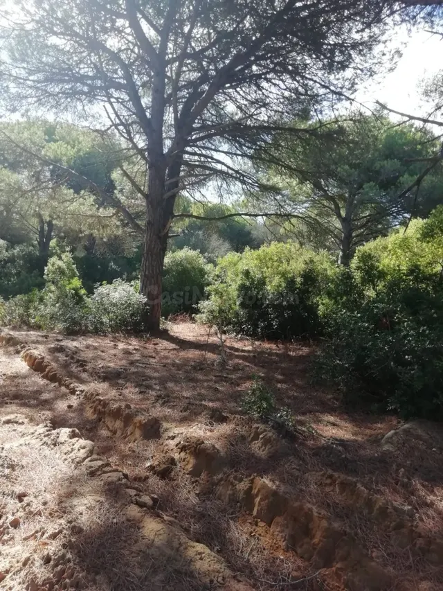 Parcela en la Muela - foto 4