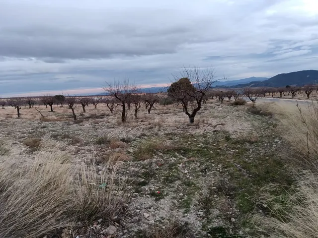 SE VENDE TIERRA CON ALMENDROS EN PRODUCCIÓN!!! - foto 3