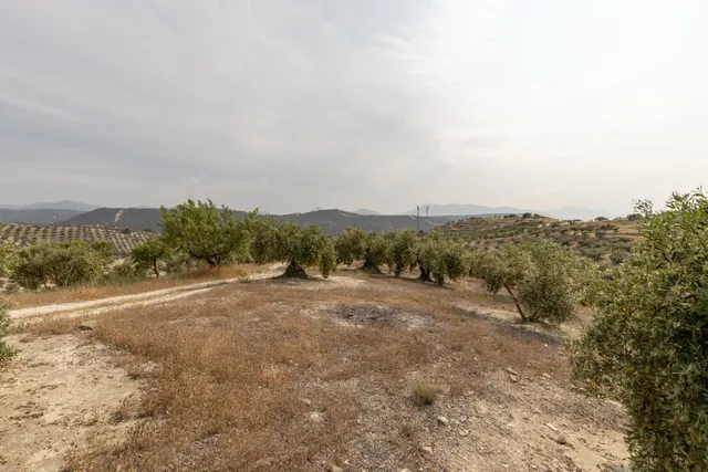Olivar en venta - JAYENA — 7