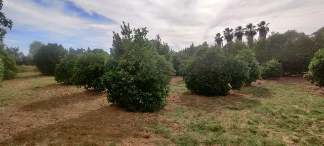 TERRENO URBANIZABLE SECTORIZADO EN ALMENSILLA — 5