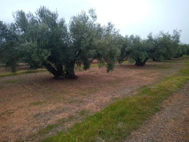 Finca en venta — 5