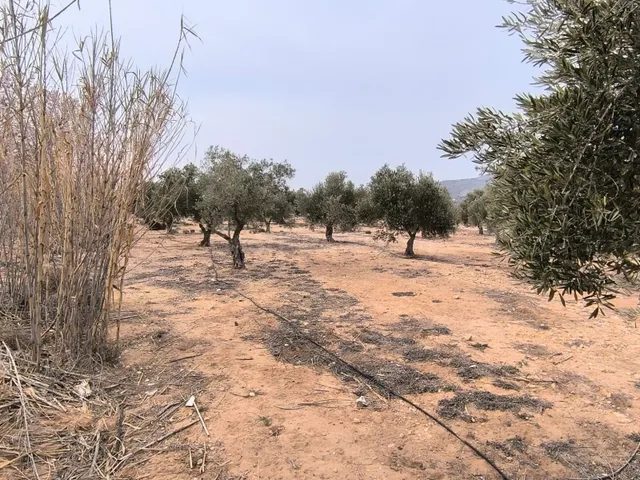 Parcela de inversión en tierra fértil, olivar y agua cerca d - foto 2