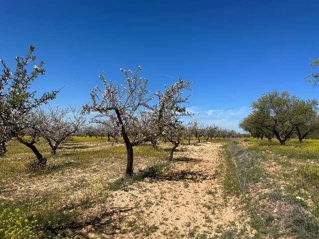 VENTA DE FINCA RUSTICA DE 6,5 HECTAREAS DE ALMENDROS Y ALGUNOS OLIVOS EN DILAR — 27
