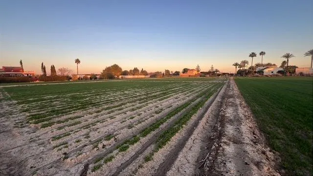Parcela de 11449m2 en Dolores (Alicante), muy buena ubicación  agua y luz muy cerca. Dolores se encuentra a 5 minutos con coche. Puede construir hasta 2% — 3
