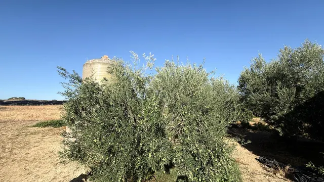 FINCA DE VIÑEDOS Y ÁRBOLES FRUTALES EN LA PALMA DEL CONDADO HUELVA — 14