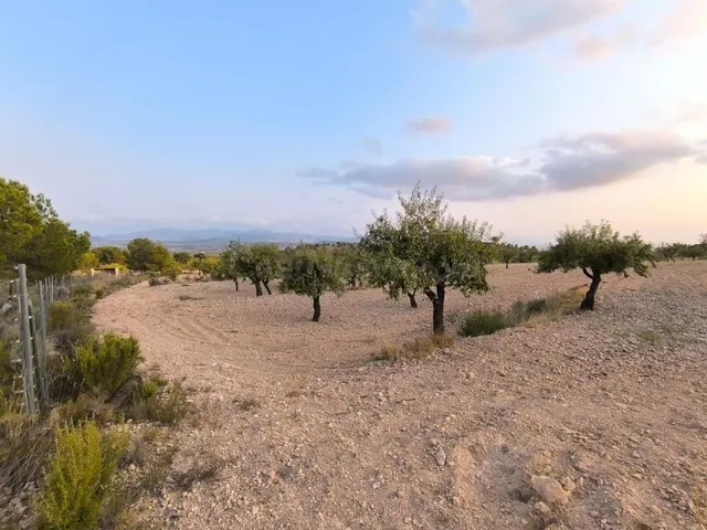 Finca rústica con cultivos en Pinoso (Alicante) - 4797 m² - foto 2