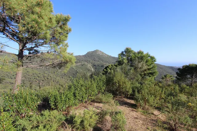 Parcela exclusiva con vistas al Mediterráneo en Benahavís — 13