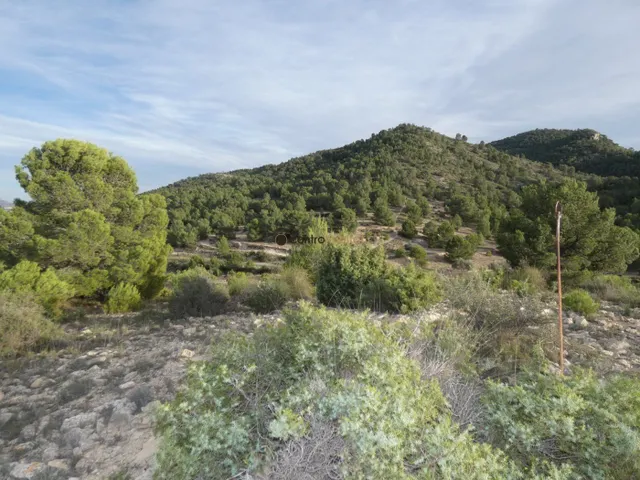 Parcela de 10.041m2 en Monovar - Collado Victoriano — 2