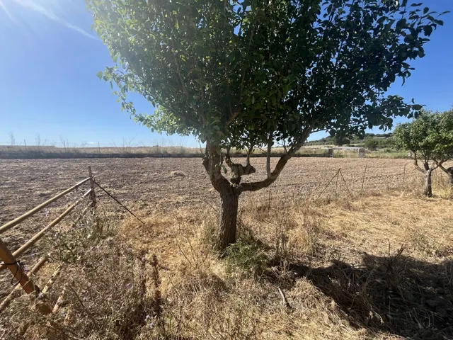 VENTA DE TERRENO RUSTICO EN MURO MALLORCA - foto 5