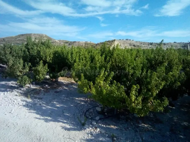 SE VENDE PARCELA EN MOLINA DE SEGURA - foto 4