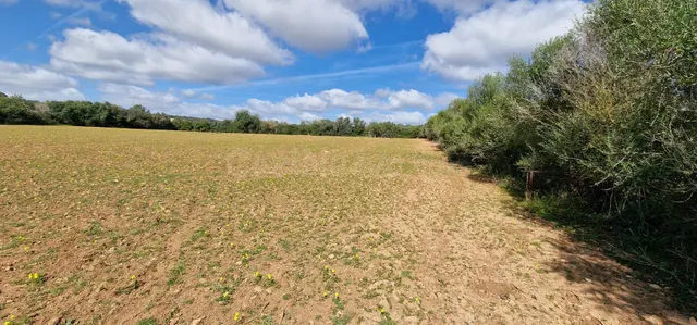 FINCA RUSTICA EN VENTA EN MANACOR - foto 5