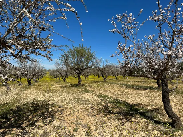 VENTA DE FINCA RUSTICA DE 6,5 HECTAREAS DE ALMENDROS Y ALGUNOS OLIVOS EN DILAR — 8