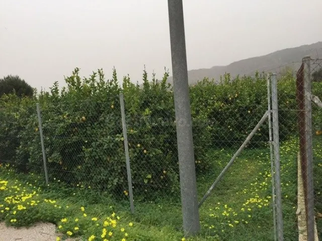 Parcela - Llano de Brujas, Murcia - foto 3