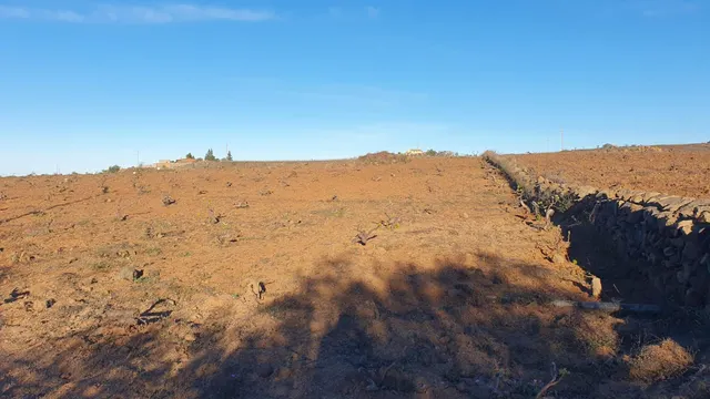 SE VENDE VIÑEDO EN VILAFLOR — 13