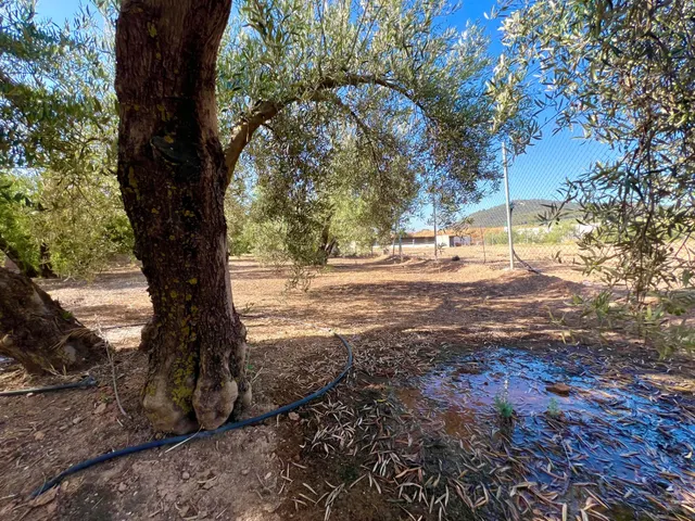 ALBOLOTE - PANTANO CUBILLAS — 9