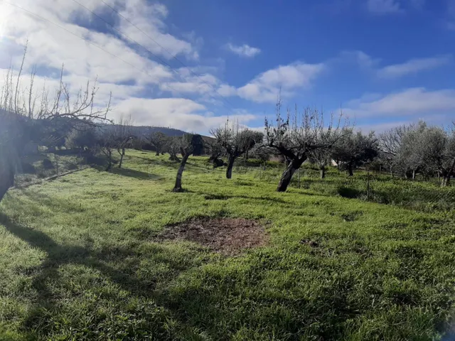TERRENO URBANO EN CAÑAVERAL - foto 4