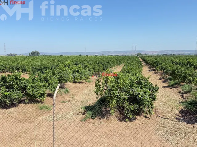 Finca de 13,7 hectáreas de cítricos en plena producción — Ag - foto 3