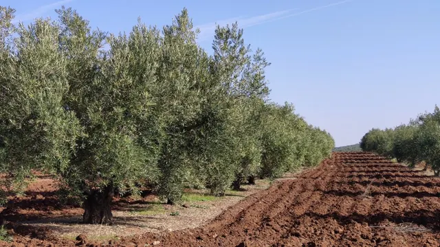 Olivar a pie de carretera — 4