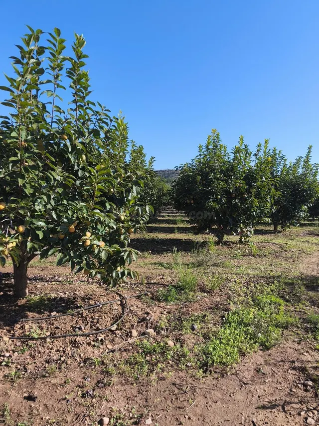 Terreno rural en venta - Comunidad valenciana - foto 3