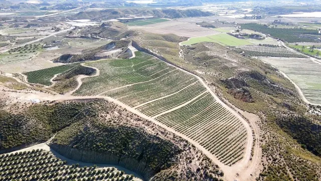 Parcela cultivada en producción — 8