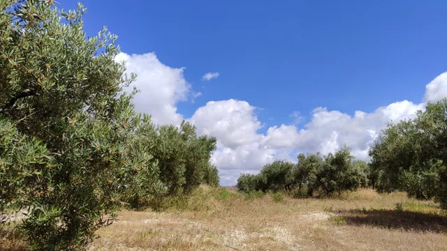 Venta de casa de campo y olivar — 8