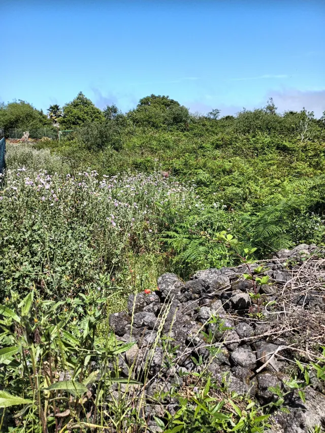 TERRENO RÚSTICO EN VENTA EN LLANO EN CERDO GORDO – LA MONTAÑ - foto 5