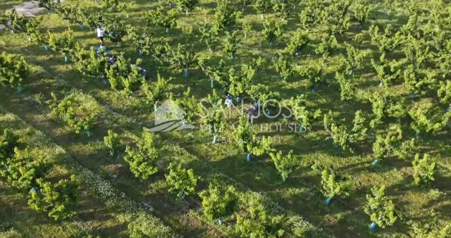 SE VENDE ARBOLES FRUTALES DE CEREZAS EN PLENA PRODUCIÓN — 5