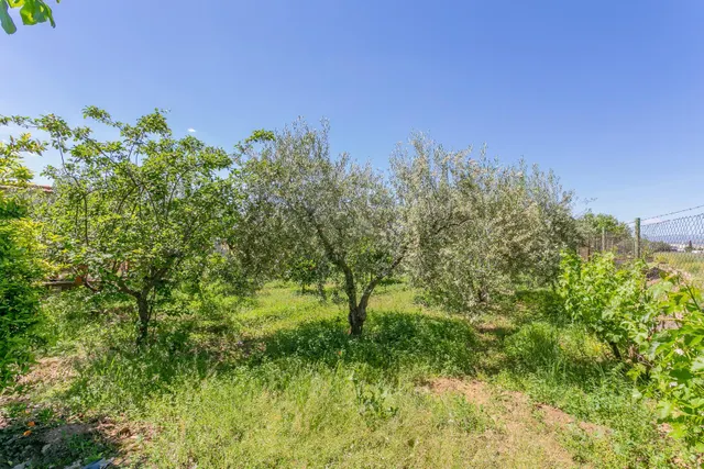 "¡Vive la vida en el campo! Terreno con casa de aperos y cultivos de olivos y frutales en ve — 15