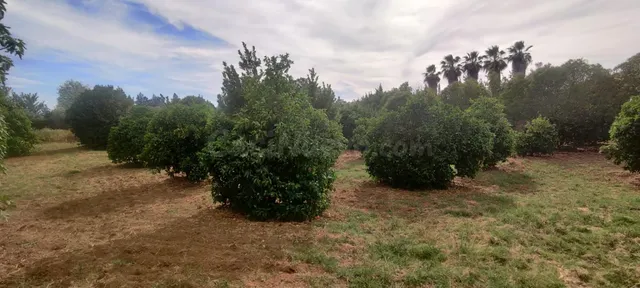 TERRENO URBANIZABLE SECTORIZADO EN ALMENSILLA — 5