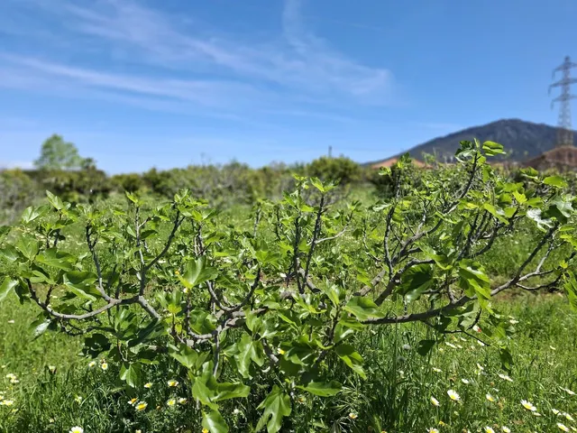 Terreno rústico de 3.413 m2 en Alhaurín de la Torre para proyectos rurales — 13