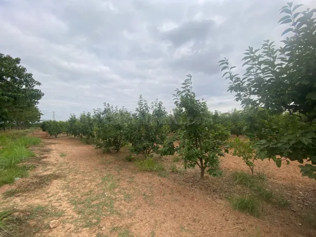 TERRENO RURAL DE KAKI EN PRODUCCIÓN - foto 3