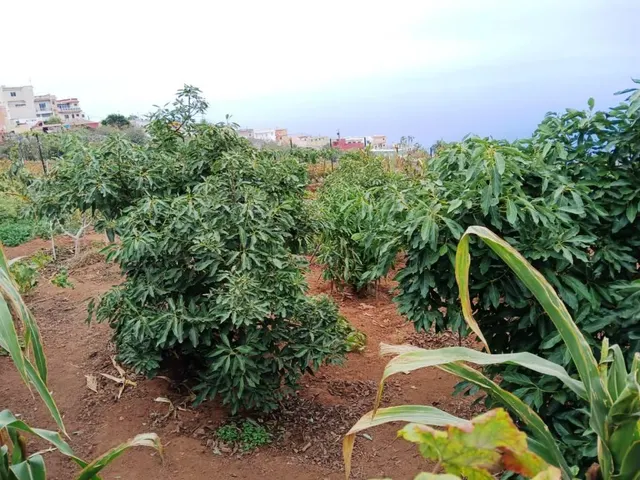Terreno rural en La Corujera, Santa Úrsula — 10