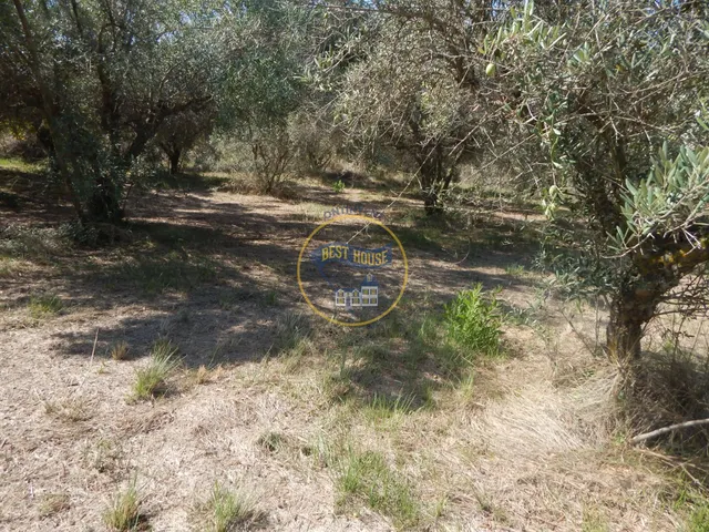 OPORTUNIDAD PARCELA DE REGADÍO CON ÁRBOLES FRUTALES EN PLENA PRODUCCION EN ONTINYENT — 18