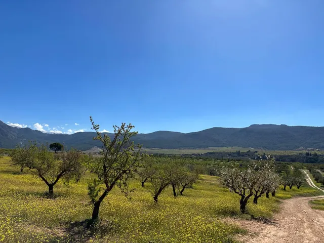 VENTA DE FINCA RUSTICA DE 6,5 HECTAREAS DE ALMENDROS Y ALGUNOS OLIVOS EN DILAR — 36