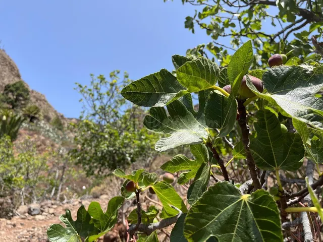 Finca rústica protegida de 31.591 m2 en Vegaipala – La Gomer - foto 5