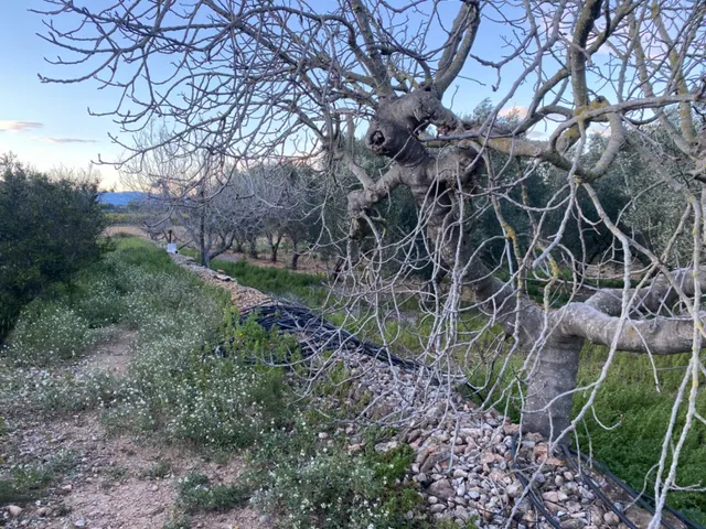 Encantador terreno con agua y luz de 1,2 ha — 15