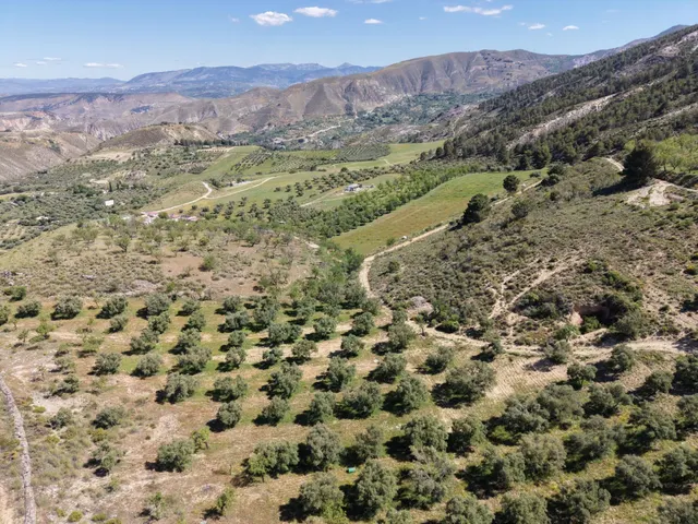 Magnífica finca de 400 olivos en Monachil — 4
