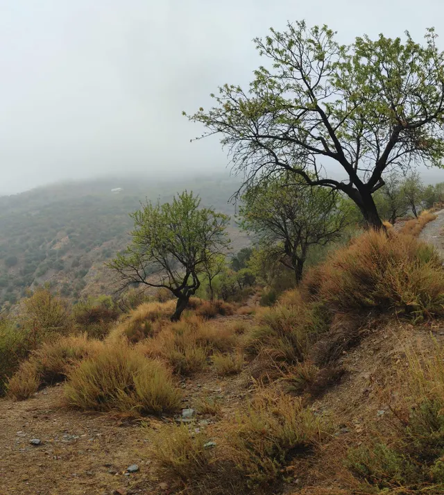 VENTA EN SIERRO ( ALMERÍA ) DE TERRENO PARA CAZA. — 15