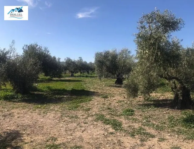 Venta de 3 Fincas Rústicas en Antequera (Málaga)