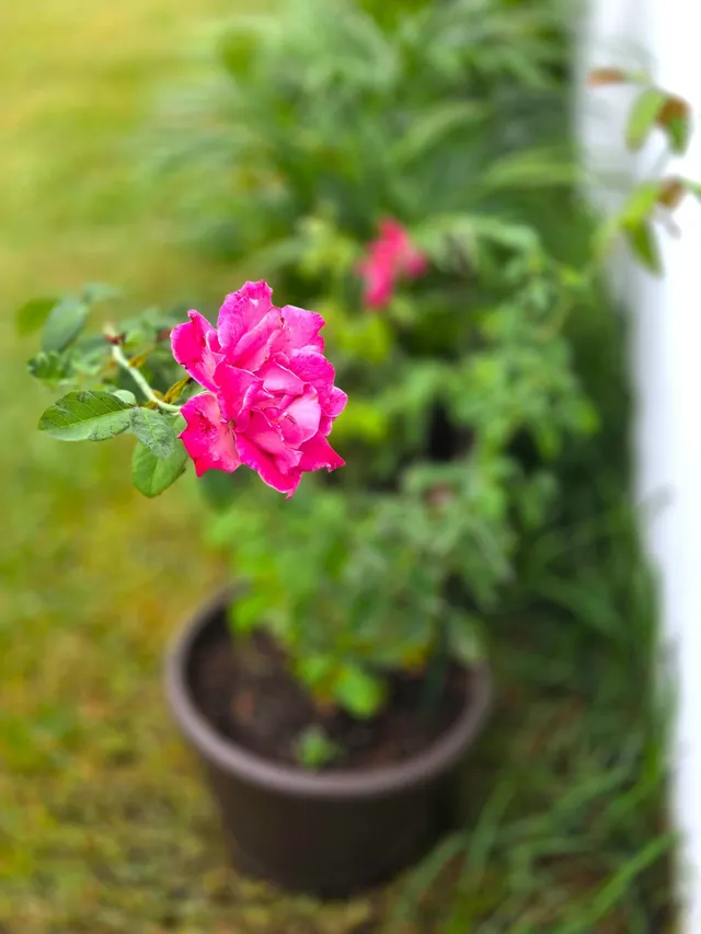 En alquiler estupendo bungalow con amplio jardin y mucha luminosidad — 32