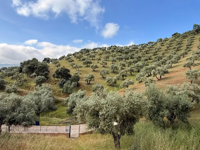 Finca rústica de 26 ha con 3.000 olivos ecológicos, cortijos y alta producción. — 46