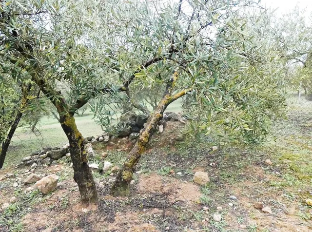 Finca rústica en Peligros – Excelente ubicación y acceso