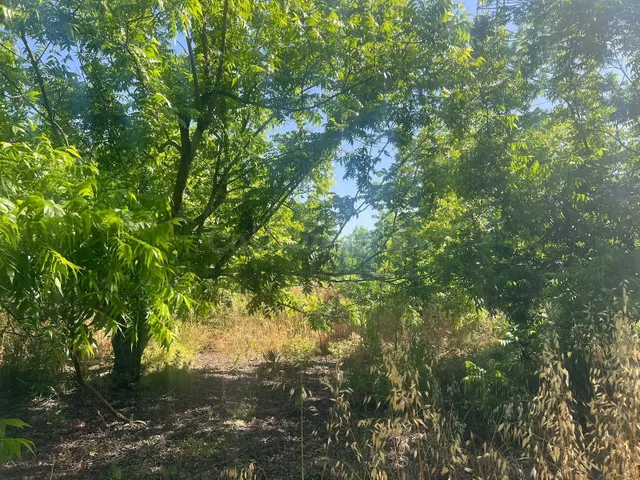 Fincas rústicas con nogales pecanos en Alhaurín el Grande — 3
