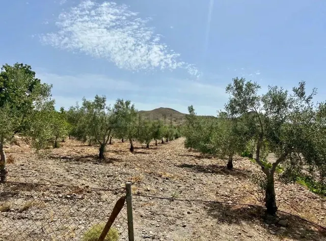 Finca agrícola y ganadera de 25.000 m2 con pozo propio, placas solares y plantación en producción en Gérgal — 23