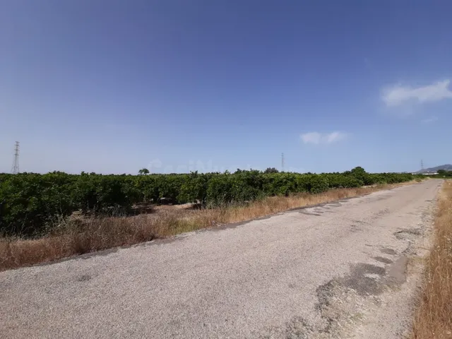 Campo cultivado de naranjos.